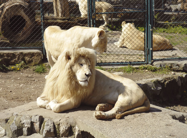 Пролећно спремање Зоо-врта